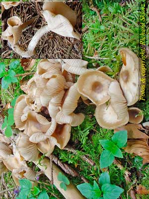 Clitocybe_fragrans