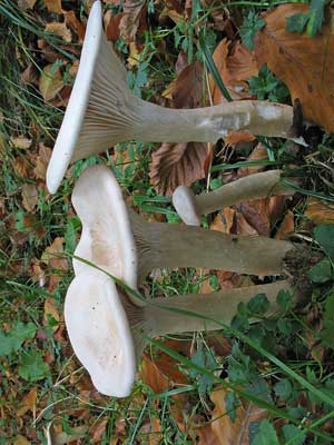 Clitocybe_geotropa