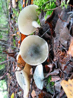 Clitocybe_odora