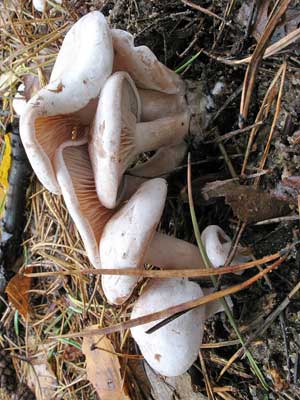 Clitocybe_phyllophila