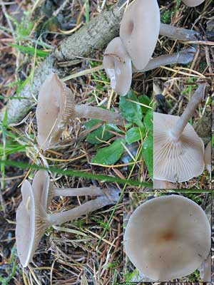 Clitocybe_vibecina