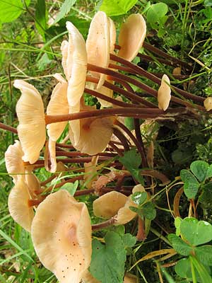 Collybia_confluens