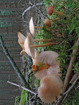 Collybia_dryophila