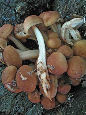 Collybia_fusipes