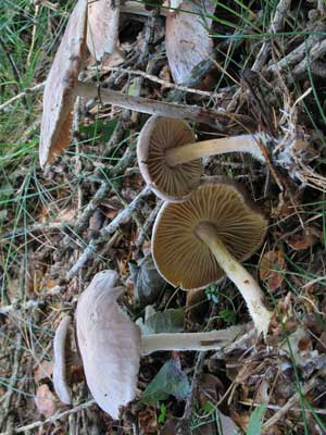 Collybia_peronata