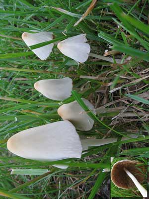 Conocybe_lactea