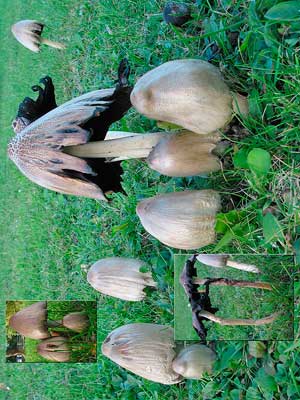 Coprinus_atramentarius