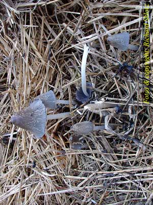 Coprinus_cinereus