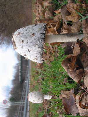 Coprinus_comatus