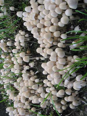 Coprinus_disseminatus