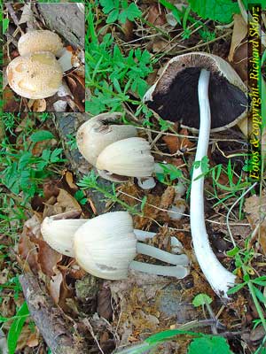 Coprinus_domesticus