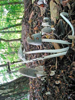 Coprinus_lagopus