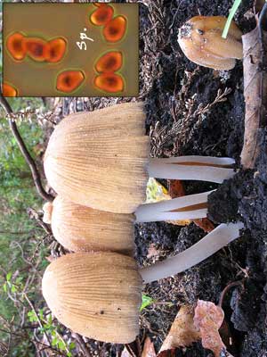 Coprinus_micaceus