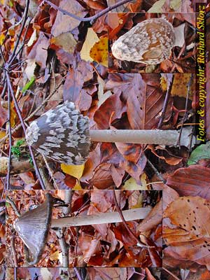 Coprinus_picaceus