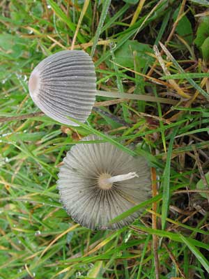 Coprinus_plicatilis