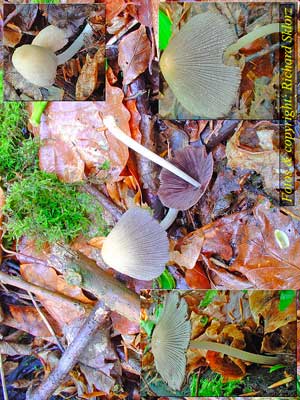 Coprinus_xanthotrix