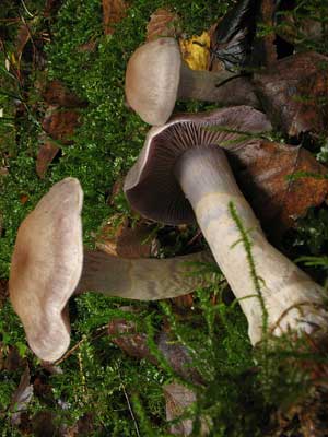 Cortinarius_anomalus