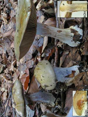 Cortinarius_anserinus