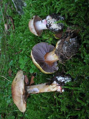 Cortinarius_aureopulverulentus