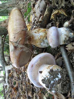 Cortinarius_balteatocumatilis