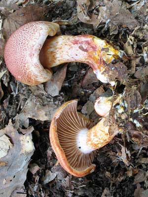 Cortinarius_bolaris