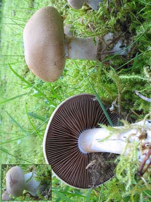 Cortinarius_caninus