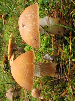 Cortinarius_caperatus