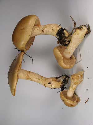 Cortinarius_cephalixus