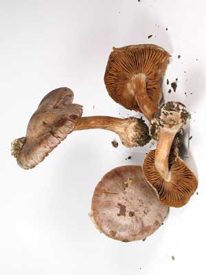 Cortinarius_chevassutii