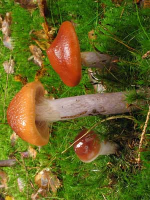 Cortinarius_collinitus