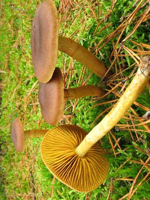 Cortinarius_croceus