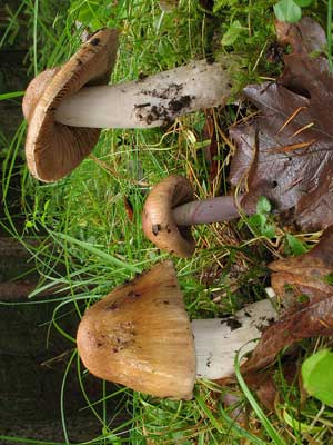 Cortinarius_elatior