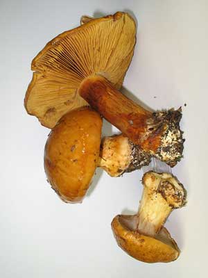 Cortinarius_elegantior