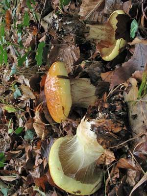 Cortinarius_elegantissimus