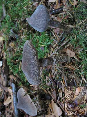 Cortinarius_flexipes