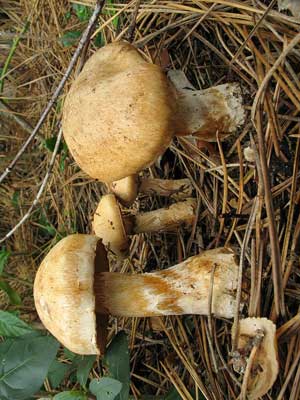 Cortinarius_fraudulosus