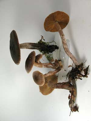 Cortinarius_hemitrichus