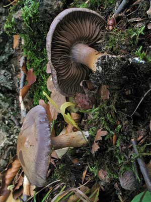 Cortinarius_infractus