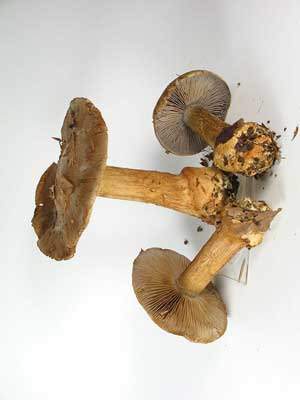 Cortinarius_luhmannii