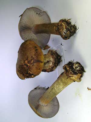 Cortinarius_magicus