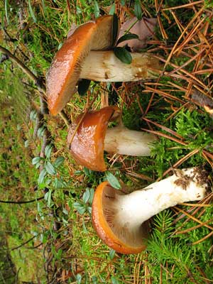 Cortinarius_mucosus