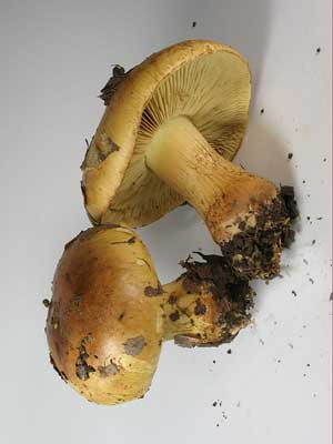 Cortinarius_nanceiensis