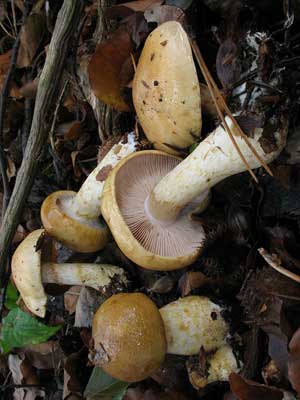 Cortinarius_olidus