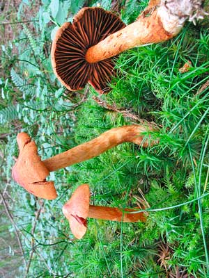 Cortinarius_rubellus