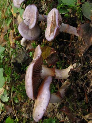 Cortinarius_salor