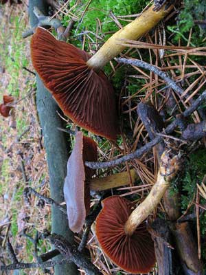 Cortinarius_semisanguineus