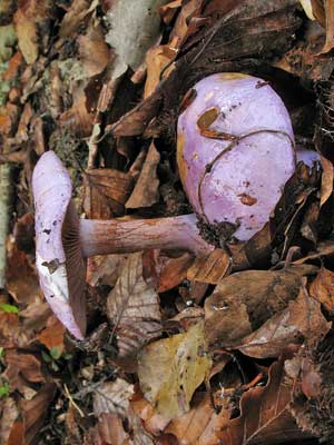 Cortinarius_sodagnitus