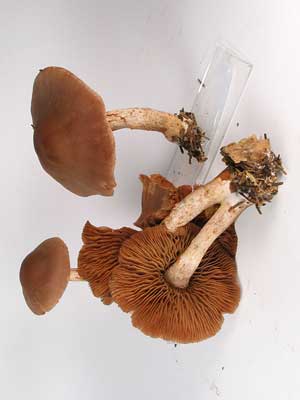 Cortinarius_spilomeus