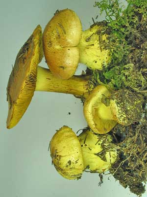 Cortinarius_splendens