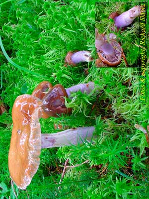 Cortinarius_stillatitus